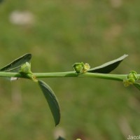 Phyllanthus maderaspatensis L.